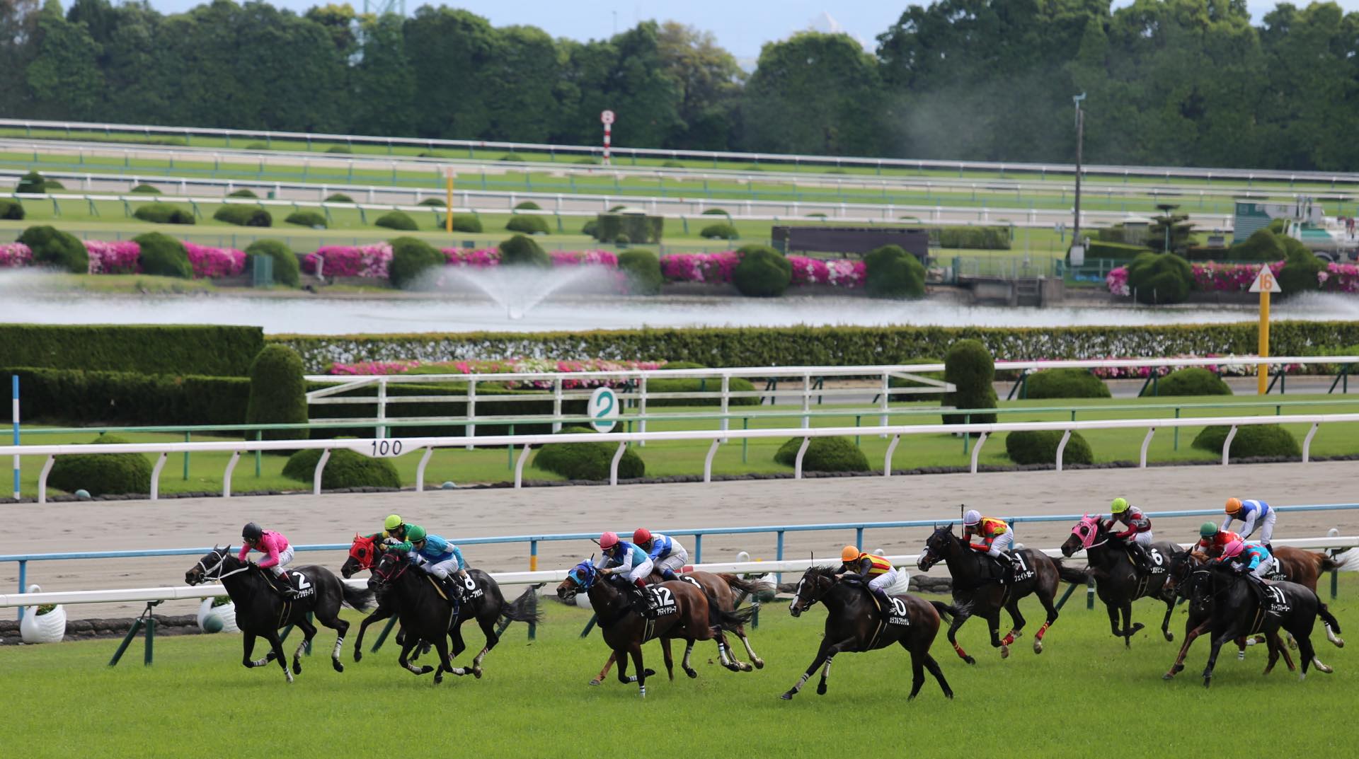 ここがおすすめ！京都競馬場での現地観戦方法 - 馬キチ競馬