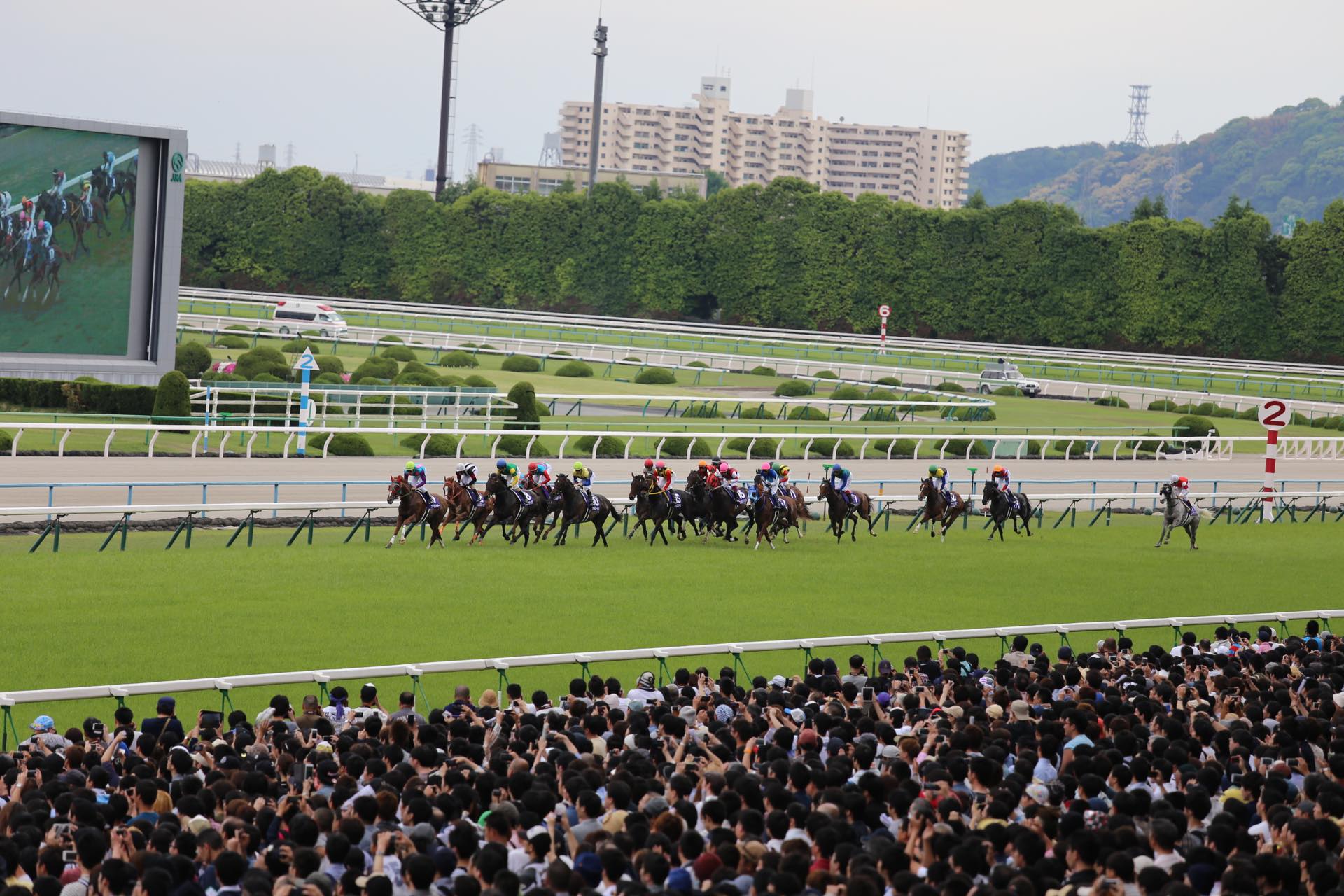 ここがおすすめ！京都競馬場での現地観戦方法 - 馬キチ競馬馬キチ競馬